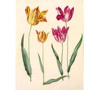 PMEFGJDPE Célèbre Imprimer l'affiche Murale Tableaux Tulipa Gesneriana par Hans Simon Holtzbecker Animaux Art Posters Pour la Décoration de Bureau 60x90cm