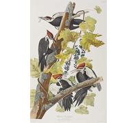 PMEFGJDPE De Célèbres Tableaux Art Mural Toile Affiche de Peinture Illustration des oiseaux d'Amérique par John Jame Audubon Tableau d'art Abstrait Pour la Décoration du Salon 60x90cm