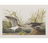 PMEFGJDPE De Célèbres Tableaux Tableaux Posters Impression Toile Illustration d'oiseaux d'Amérique par John Audubon Art Mural Cassique Pour les Décorations pour la Maison 60x90cm