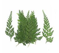 Pmurcia-Feuilles De Stenoloma Et Chusanum Vaccées,Fleur,Plante,Herbier,Bijoux,Carte Postale,Carte D'inporter,Étui De Téléphone,Diy,5-8cm,60pcs