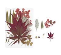 Pocoiau Ensemble de Fournitures Florales pressées de qualité supérieure, séchées Couleurs Vives pour moules en résine, Nail Art et Fabrication de Cadeaux créatifs, Marque-Pages de Fleurs pressées