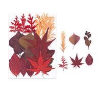 Pocoiau Ensemble de Fournitures Florales pressées de qualité supérieure, séchées Couleurs Vives pour moules en résine, Nail Art et Fabrication de Cadeaux créatifs, Marque-Pages de Fleurs pressées