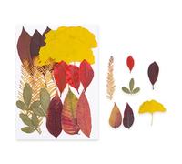 Pocoiau Ensemble de Fournitures Florales pressées de qualité supérieure, séchées Couleurs Vives pour moules en résine, Nail Art et Fabrication de Cadeaux créatifs, Marque-Pages de Fleurs pressées