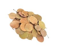 Pocoiau Feuilles De Naturelles De Qualité Supérieure pour Les Aquariums sur Les Waters Fraîches Concevoir des Lits Rivière Naturels Paysage dans Réservoirs Poisson Écosystémique Stream