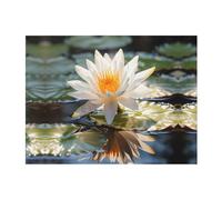 POEZJZW Couverture en flanelle à motif floral national de la Thaïlande - 203,2 x 152,4 cm - Couverture en peluche super douce pour canapé, lit, canapé, camping et voyage