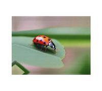 POEZJZW Couverture en flanelle motif coccinelle sur plante 127 x 101,6 cm pour canapé, canapé, soirée cinéma, camping et voyage
