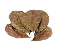POFET Catappa Lot de 10 feuilles d'amandes indiennes Ketapang pour crevettes Betta Poisson Entretien de l'aquarium pH inférieur