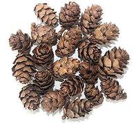 POFET Cônes de pin Naturel glande pinéale Aquarium terrariums Jardin Miniature fée Jardins Maison de poupée décoration 1-2 cm 30 pièces