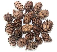 POFET Cônes de pin Naturel glande pinéale Aquarium terrariums Jardin Miniature fée Jardins Maison de poupée décoration 1-3 cm 50 pièces
