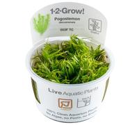 Pogostemon erectus (Deccanensis) in vitro