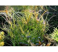 Pogostemon Octopus - 1 Bouquet - Live Plante pour Aquarium
