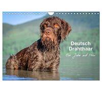 Poil de fer allemand - Une année avec Max, Version française (Calendrier mural 2026 DIN A4 portrait), Calendrier CALVENDO mensuel