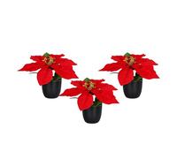 Poinsettia artificiel dans un pot noir de 20 cm - Lot de 3 - Fleurs artificielles Poinsettia dans une réplique réaliste - Fleur de Noël décorative en soie Fleur d'hiver avec fleurs veloutées