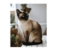 point de croix kit complet adulte,Chat siamois,dmc 11CT canevas kit complet,debutant broderie point de croix imprimé 40×50cm