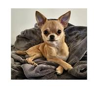 point de croix kit complet adulte,Chien Chihuahua,dmc 11CT canevas kit complet,debutant broderie point de croix imprimé 40×50cm