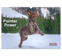 Pointer Power (Wall Calendar 2026 DIN A3 landscape), CALVENDO 12 Month Wall Calendar: German wire-haired Pointer rocking all seasons in pure nature settings