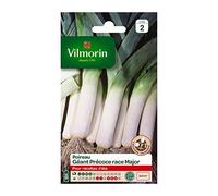 Poireau Géant Précoce Race Major Vilmorin