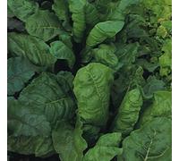 Poirée vert - Épinards perpétuels - 250 Graines