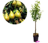 Poirier - SCHRAMAS - Pyrus communis 'Concorde' - Poire - Arbre fruitier - Hauteur 3,5 m