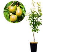 Poirier - SCHRAMAS - Williams - fruits jaunes - autofertile - fleurs blanches
