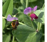 Pois cultivé - pois de semence (Pisum sativum),