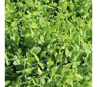 Pois cultivé - pois de semence (Pisum sativum) 25 kg aliment vert d’été, fertilisation de verdissement