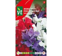 Pois de senteur Royal Mix Graines - Env. 4 gr | VT_842