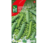 Pois de senteur Wonder Of Kelvedon Graines - Env. 50 gr | VT_192