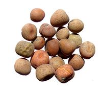 Pois Fourrager d'Hiver EFB33 Bio - 250 grammes - Pisum Sativum L. - Pea - (Engrais vert) - SEM02