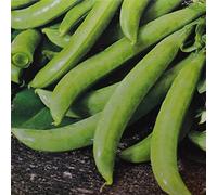 Pois mangetout Delikett - 1 sac de graine