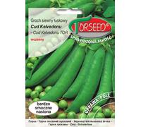 Pois ridé Kelvedon miracle 50g - Torseed