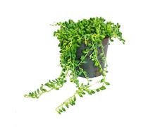 Pois sur ruban - Senecio herreanus en pot de 12cm