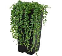 Pois vert - Senecio rowleyanus pot de 14cm