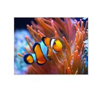 Poisson-Clown dans Un Aquarium Marin，1000 Pièces Puzzle Défi Cérébral pour Enfants Bricolage Cadeau Amusant Jeu D'intérieur Décor À La Maison（50x70cm）-S40