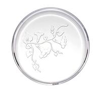 Poisson de table en verre pour aquarium, crevettes, ronds, en acrylique, plateau de bol transparent