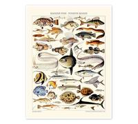 Poisson Marin, 1923 Poster de Adolphe Millot 30 x 40 cm Beige Tableaux Décoration murale