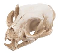 Poisson Tortue Caché Résine Artificielle Tête Squelette Décor Chat Crâne Aquarium Décoration Paysage De Grotte Squelette d'animal d'halloween Animal Dhalloween Maison Animaux