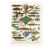 Poissons, 1905 Poster de Adolphe Millot 50 x 70 cm Déco colorée Tableaux Décoration murale