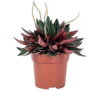 Poivre nain 'Smit Rosso' - Plante d'intérieur facile à nettoyer, Peperomia - Hauteur env. 15 cm, diamètre du pot 10,5 cm