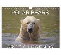 POLAR BEARS - ARCTIC LEGENDS (Wall Calendar 2026 DIN A4 landscape), CALVENDO 12 Month Wall Calendar: 2 Male Polar Bears compete in a test of strength.