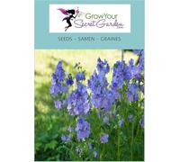 Polemonium caeruleum, Bâton de Jacob, Echelle de Jacob- vivace