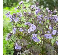 Polemonium Heaven Scent - L'Échelle de Jacob | Plante vivace de jardin extérieur caduque