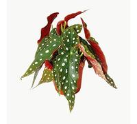 Polka-Dot Begonia - Trout Begonia - Begonia maculata wightii