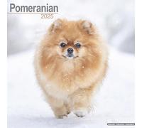 Pomeranian Calendar 2025 Square Dog Breed Wall Calendar - 16 Month