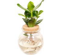 Pomme balsamique Clusia mélange hydroponique - plante d'intérieur dans un bouchon en verre sphérique - Ø12cm - env. 30cm de haut - facile d'entretien & à base d'eau