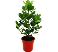 Pomme baumière - Clusia major - environ 55-65 cm - pot de 17 cm - plante d'intérieur