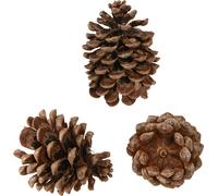 Pomme de pin italienne Grande 14/18cm, Naturelle brune, Set de décoration 50 pièces pour fleurs de deuil et arrangements floraux