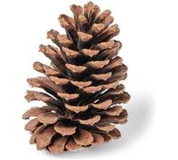 Pomme de pin naturelle 12 cm