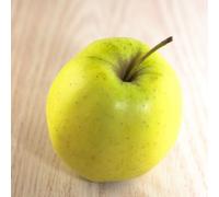Pommier golden delicious - pot de 15l
