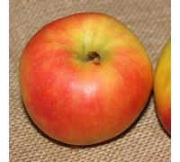 Pommier jonagold - pot de 10l